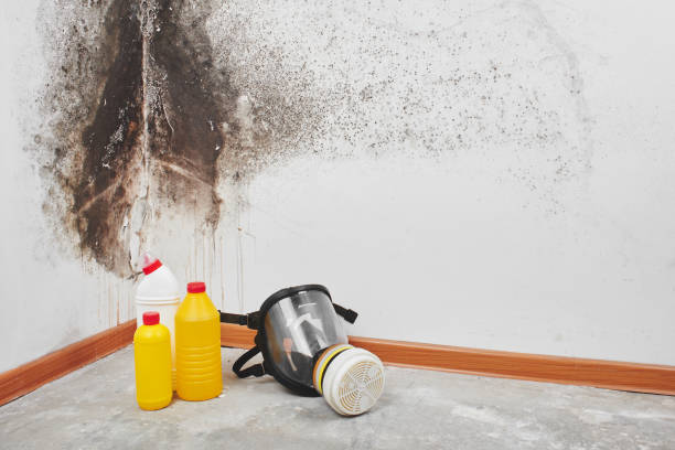 Best Industrial Mold Remediation in Moville, IA