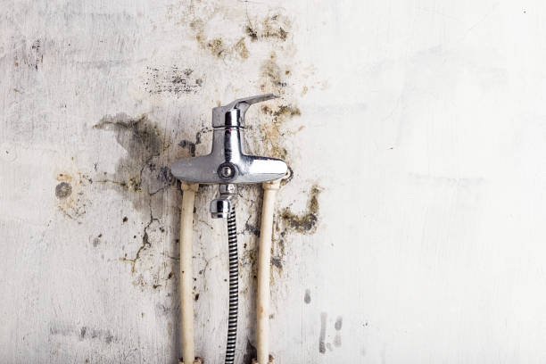 Best Commercial Mold Remediation in Moville, IA