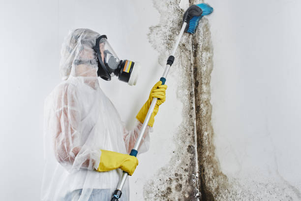 Best Basement Mold Remediation in Moville, IA