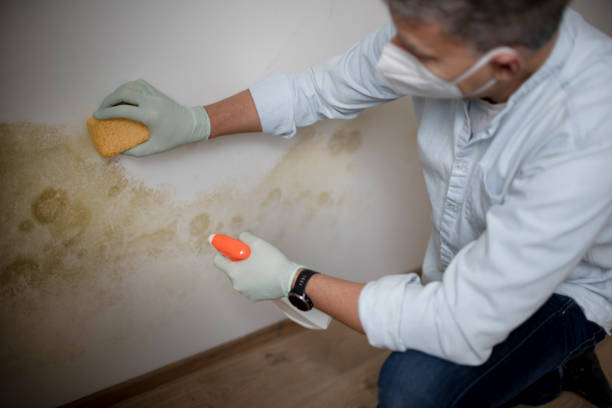 Best Attic Mold Remediation in Moville, IA