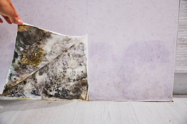 Best Localized Mold Remediation (e.g., coastal areas, humid climates) in Moville, IA